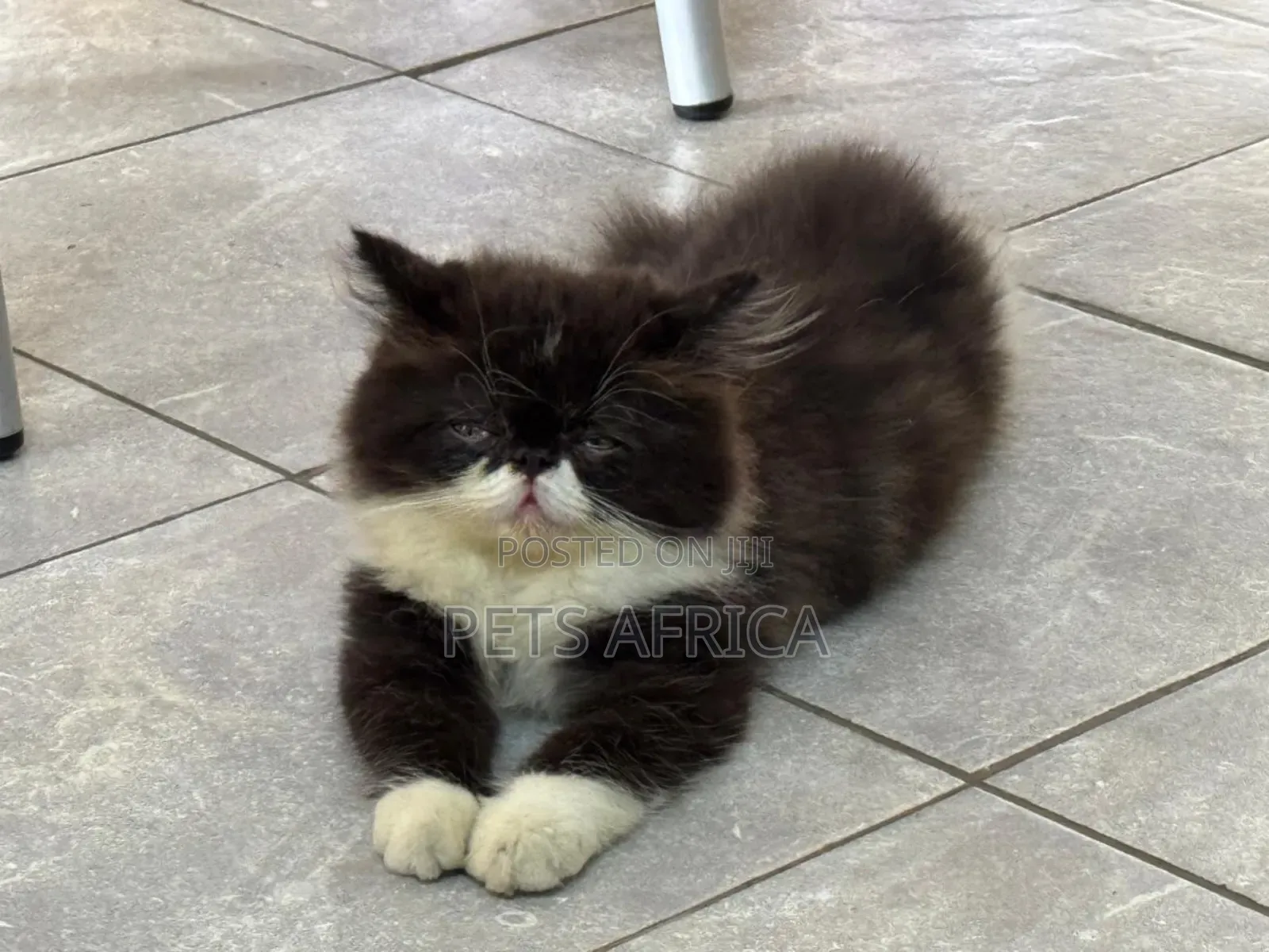 3-6 months Male Purebred Persian
