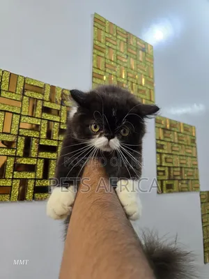 3-6 months Male Purebred Persian