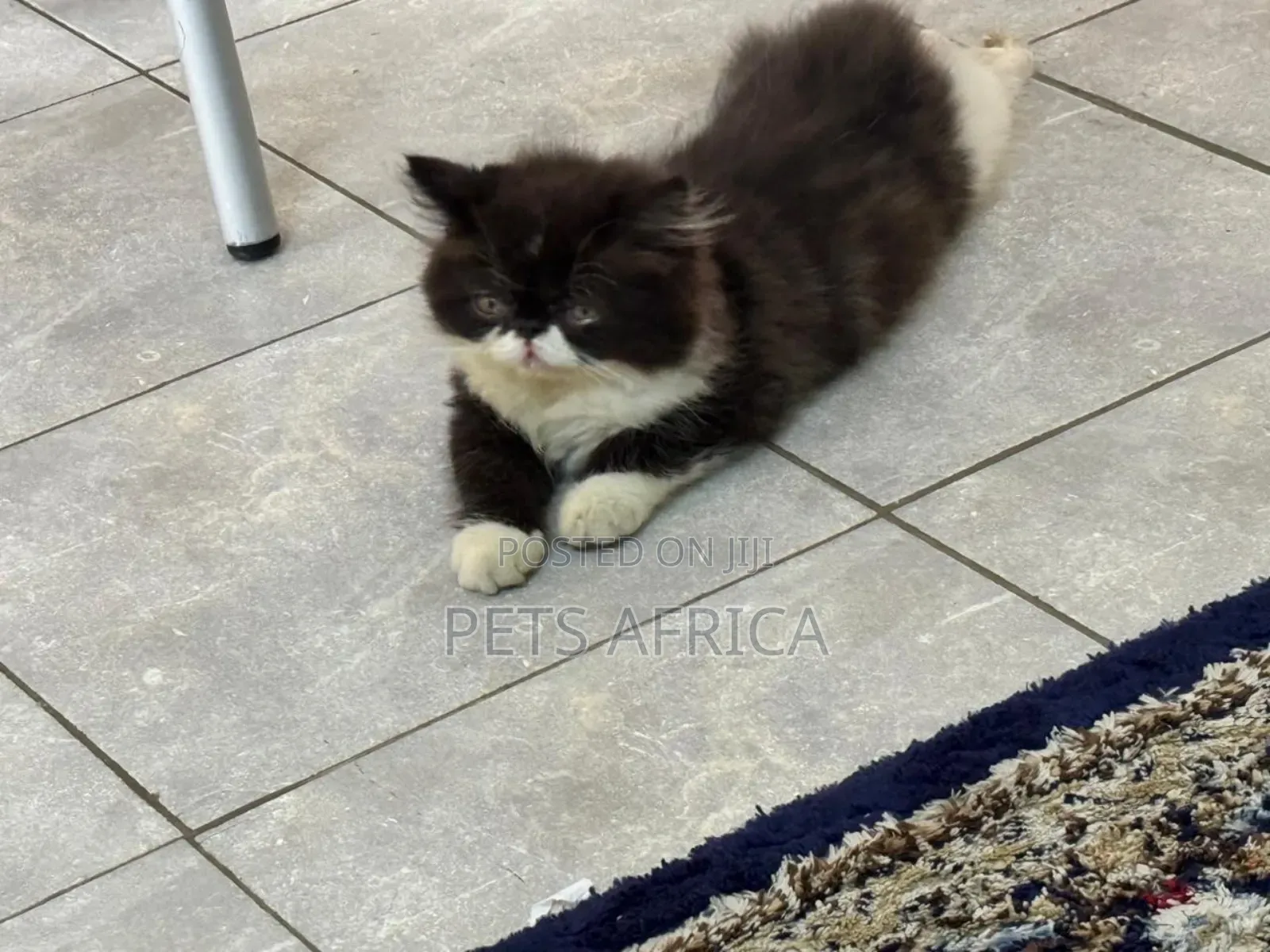 3-6 months Male Purebred Persian