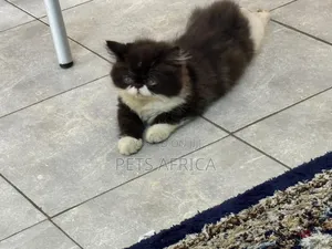3-6 months Male Purebred Persian