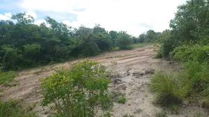 Shama La Ekari 7 Linauzwa Bagamoyo