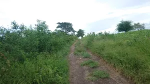 Shamba La Ekari 10 Liauzwa Bago Kiwangwa Bagamoyo