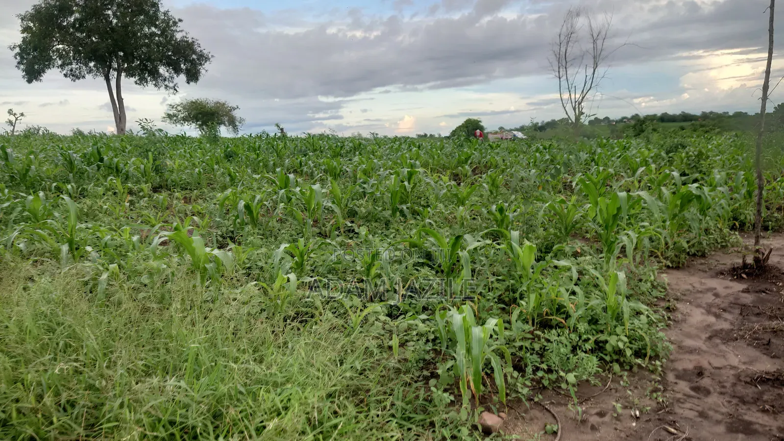 Shamba La Ekari 10 Liauzwa Bago Kiwangwa Bagamoyo