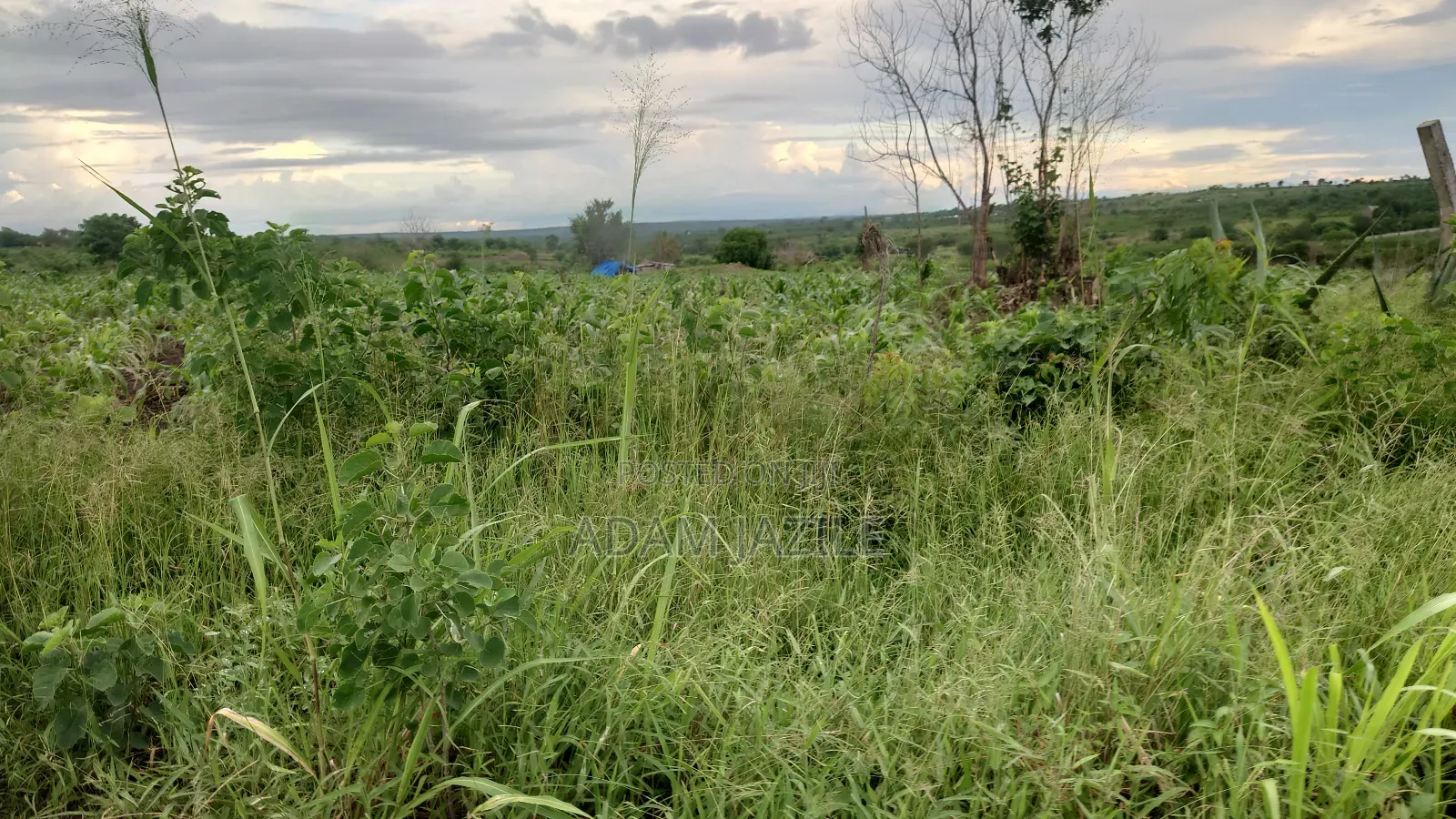 Shamba La Ekari 10 Liauzwa Bago Kiwangwa Bagamoyo