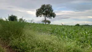 Shamba La Ekari 10 Liauzwa Bago Kiwangwa Bagamoyo