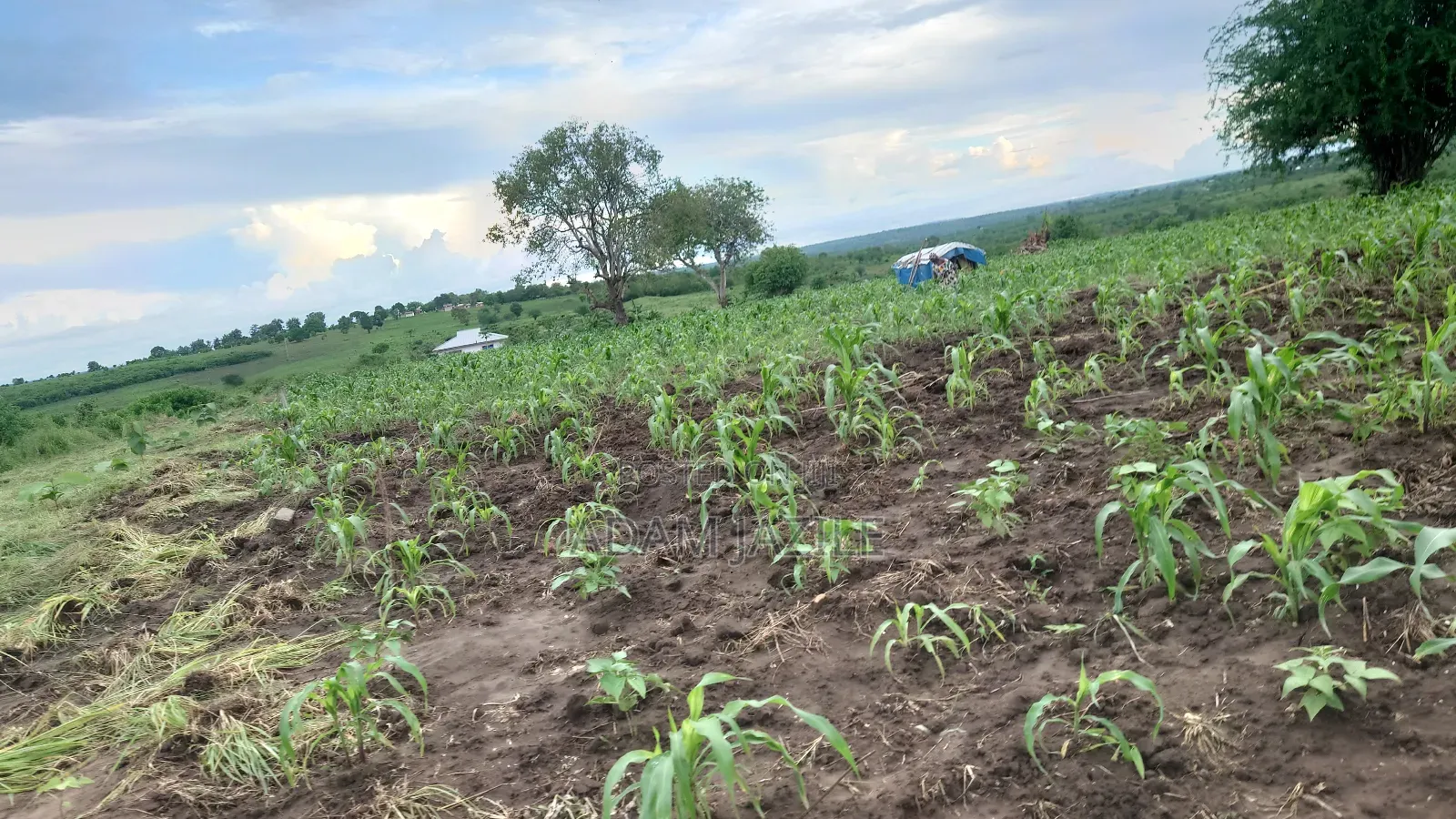 Shamba La Ekari 10 Liauzwa Bago Kiwangwa Bagamoyo