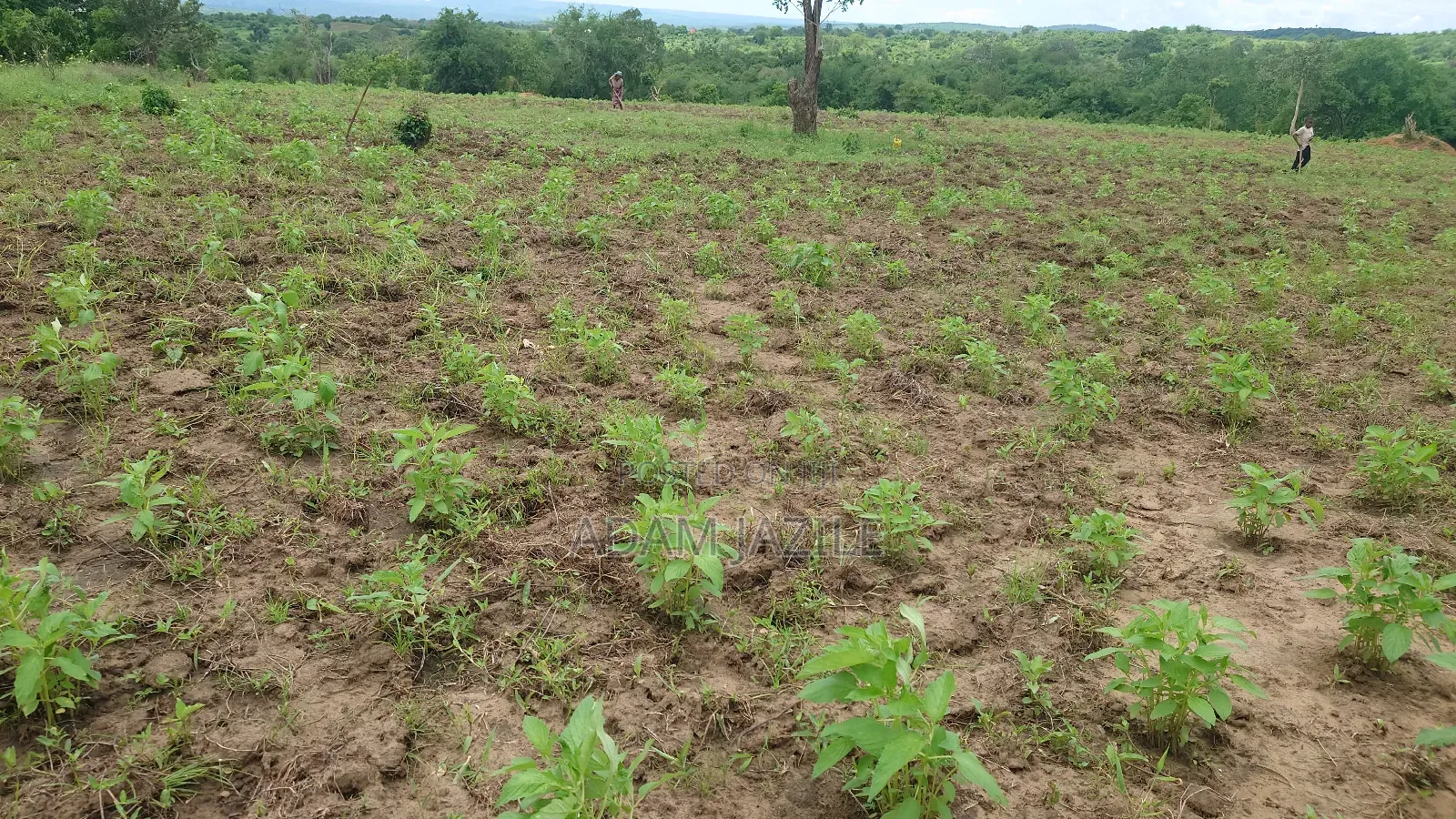Shamba La Ekai 100 Linauzwa Mwetemo Bagamoyo