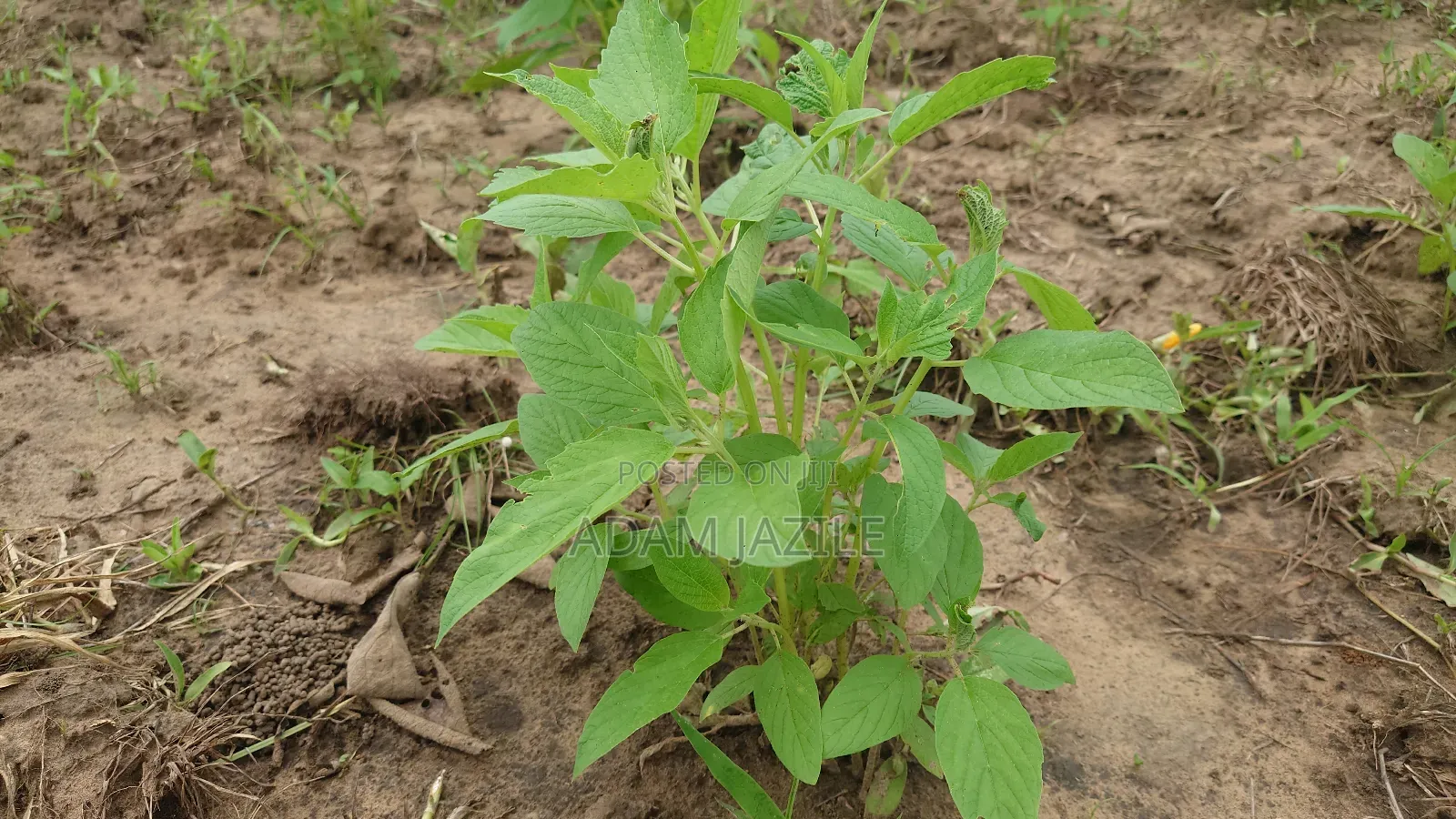 Shamba La Ekai 100 Linauzwa Mwetemo Bagamoyo