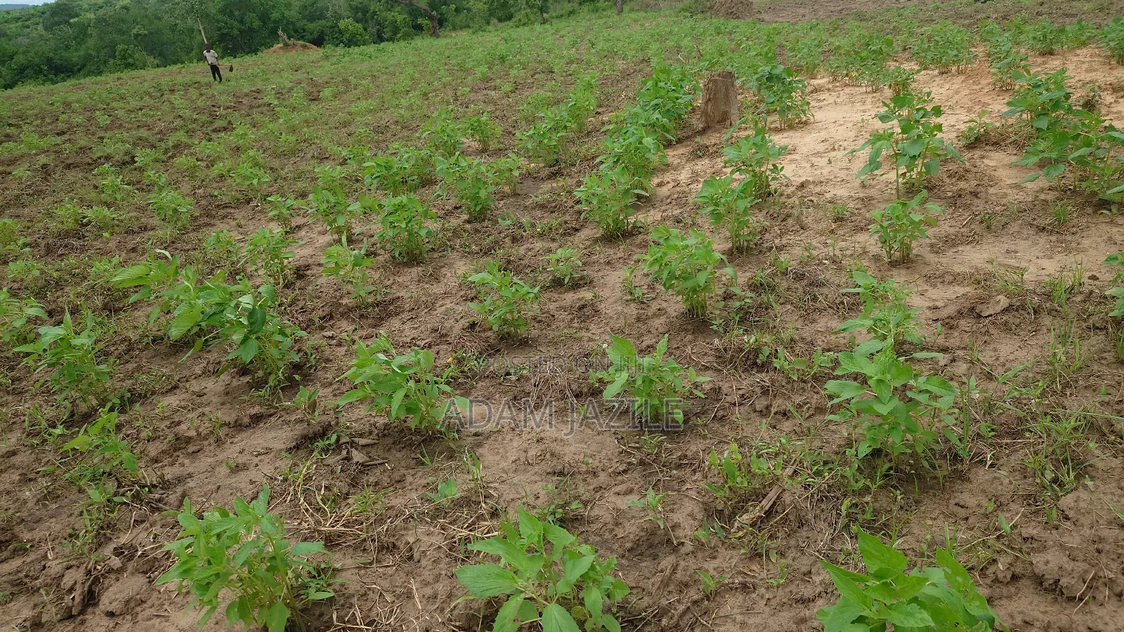 Shamba La Ekai 100 Linauzwa Mwetemo Bagamoyo