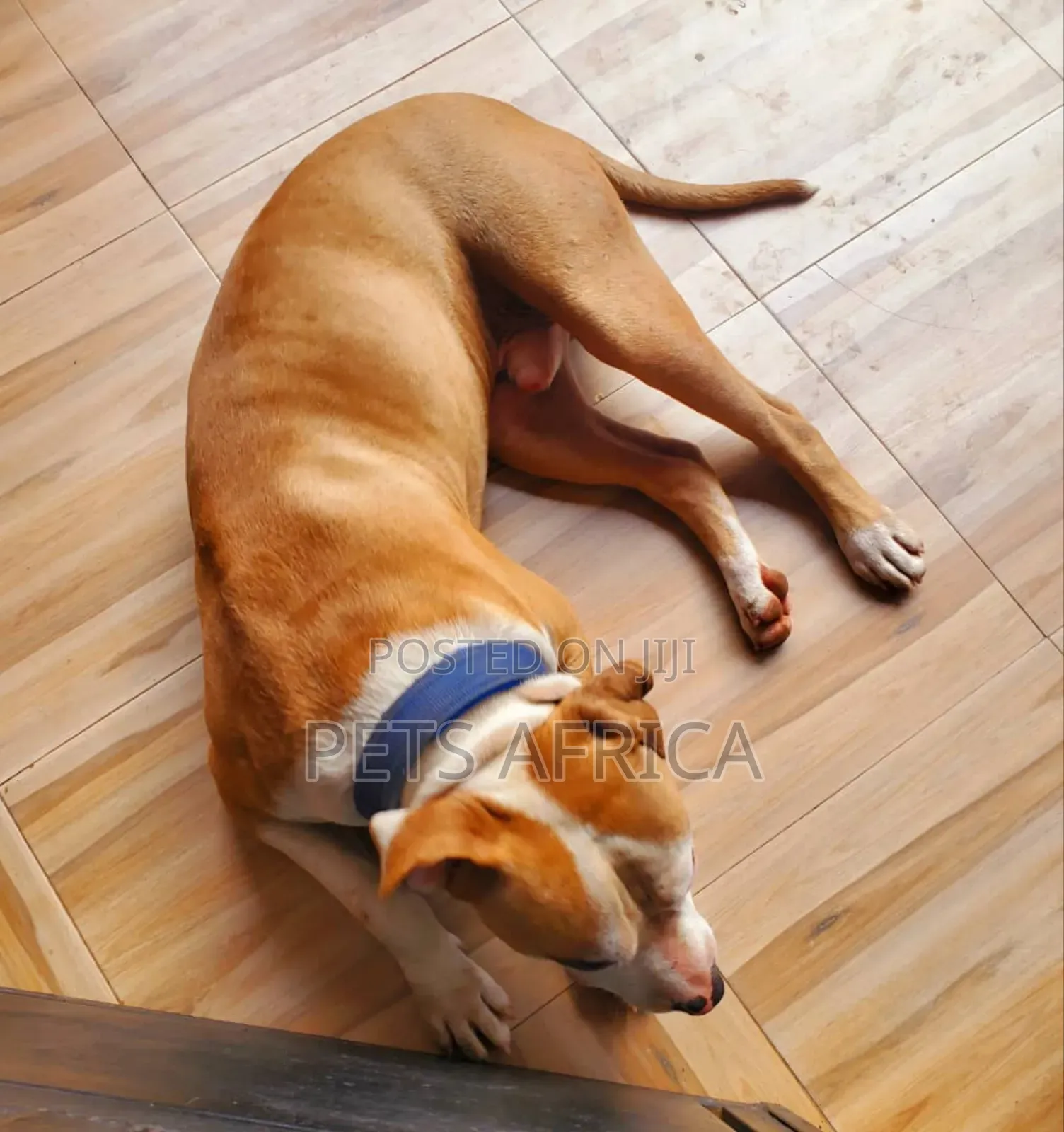 6-12 months Male Purebred American Pit Bull Terrier