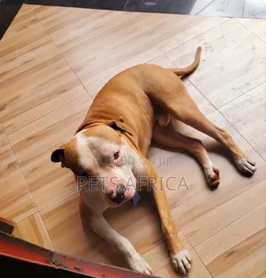 6-12 months Male Purebred American Pit Bull Terrier