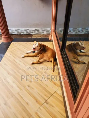 6-12 months Male Purebred American Pit Bull Terrier