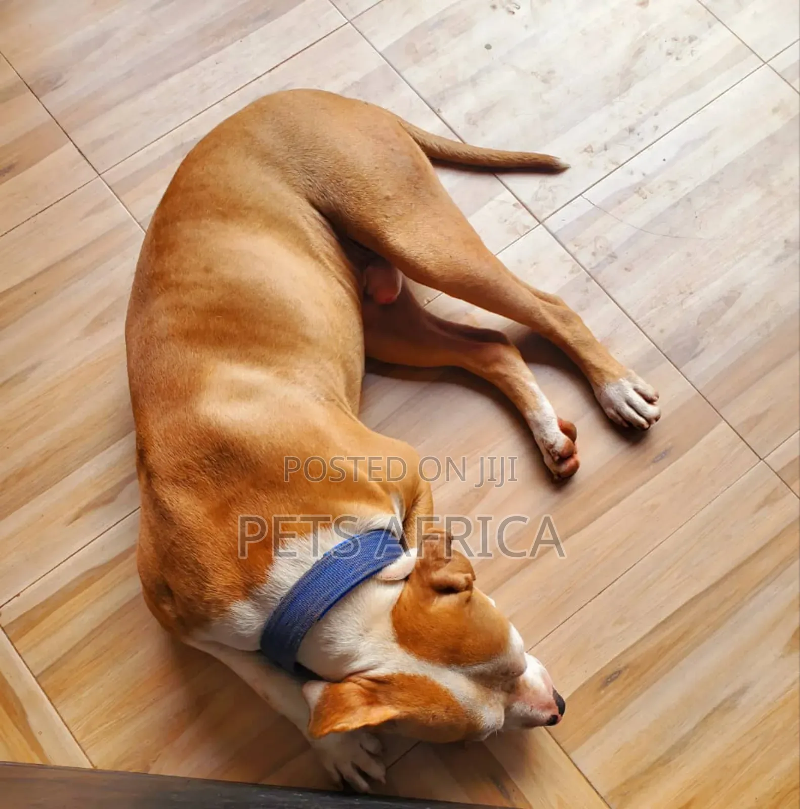 6-12 months Male Purebred American Pit Bull Terrier