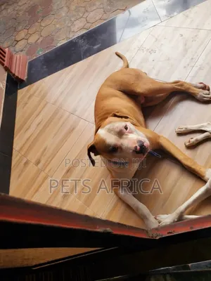 6-12 months Male Purebred American Pit Bull Terrier