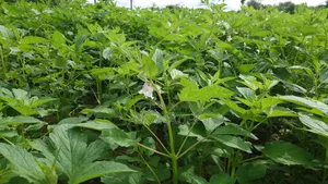Shamba La Ekari 7 Linauzwa Fukayosi Bagamoyo