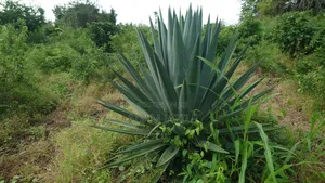 Shamba La Ekari 7 Linauzwa Fukayosi Bagamoyo