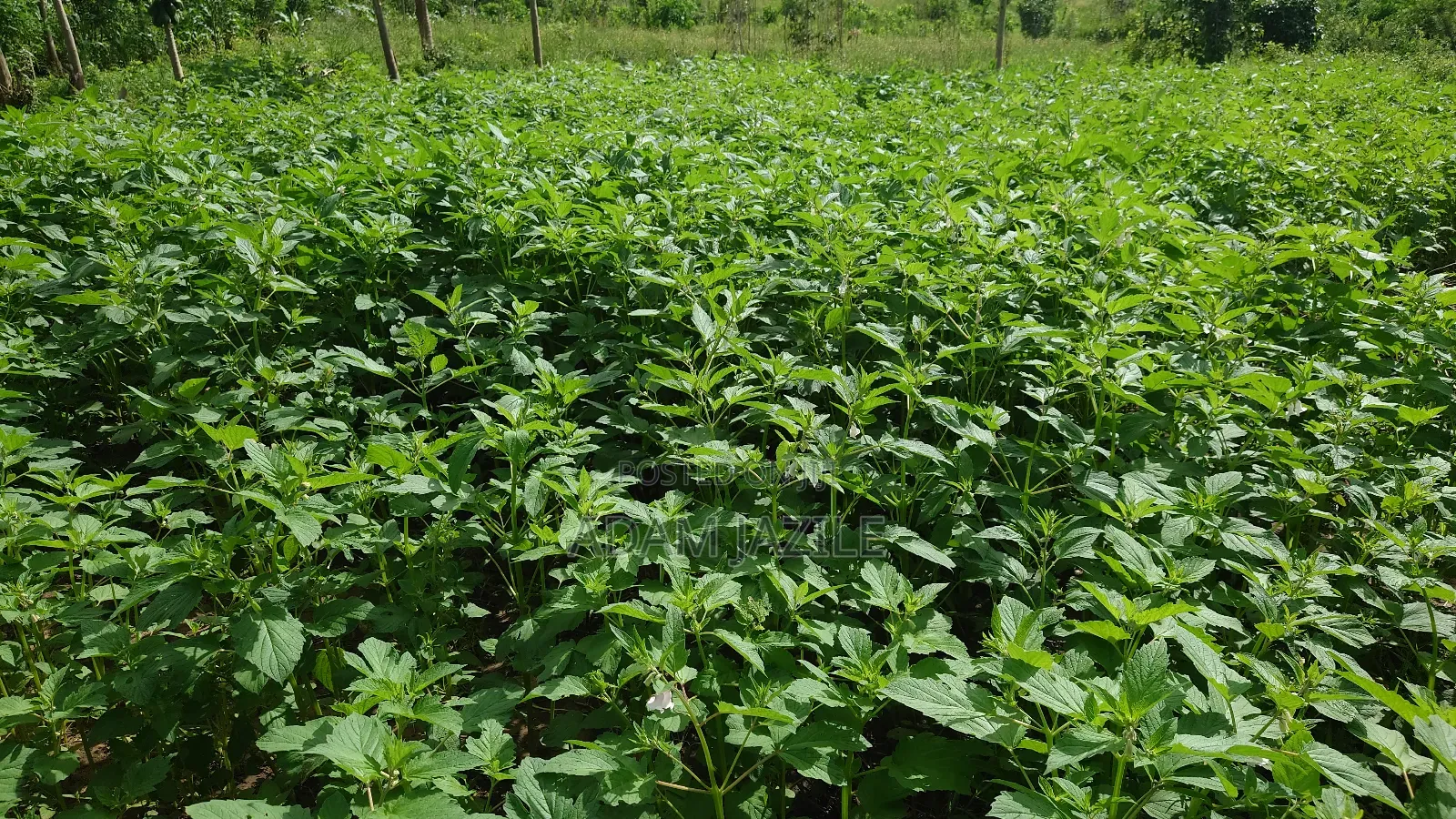 Shamba La Ekari 7 Linauzwa Fukayosi Bagamoyo