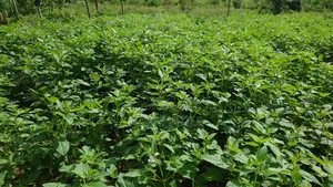 Shamba La Ekari 7 Linauzwa Fukayosi Bagamoyo