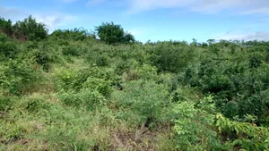 Shamba La Ekari 7 Linauzwa Fukayosi Bagamoyo