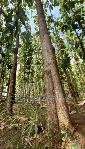 Shamba La Miti Ekari 6 Linauzwa Korogwe