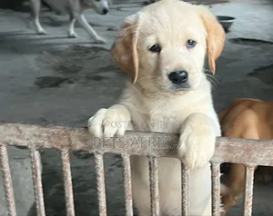 1-3 months Female Purebred Golden Retriever