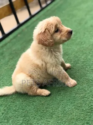 1-3 months Female Purebred Golden Retriever