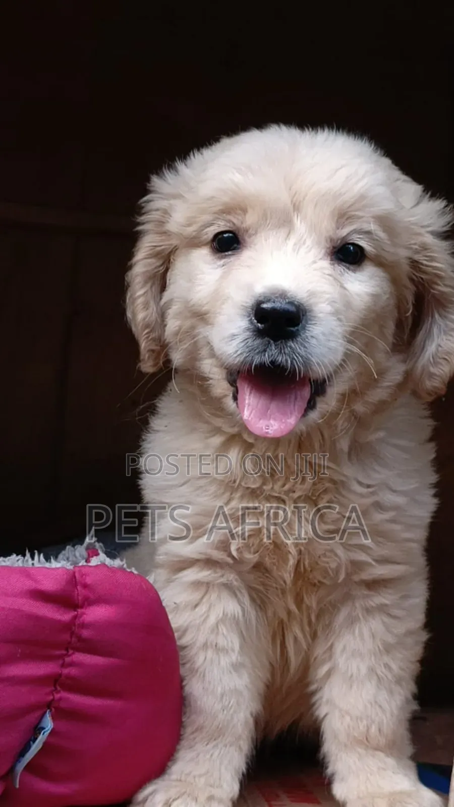1-3 months Female Purebred Golden Retriever