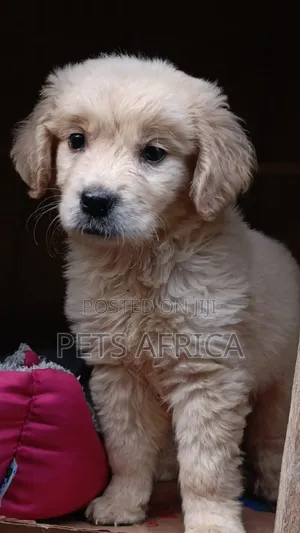 1-3 months Female Purebred Golden Retriever