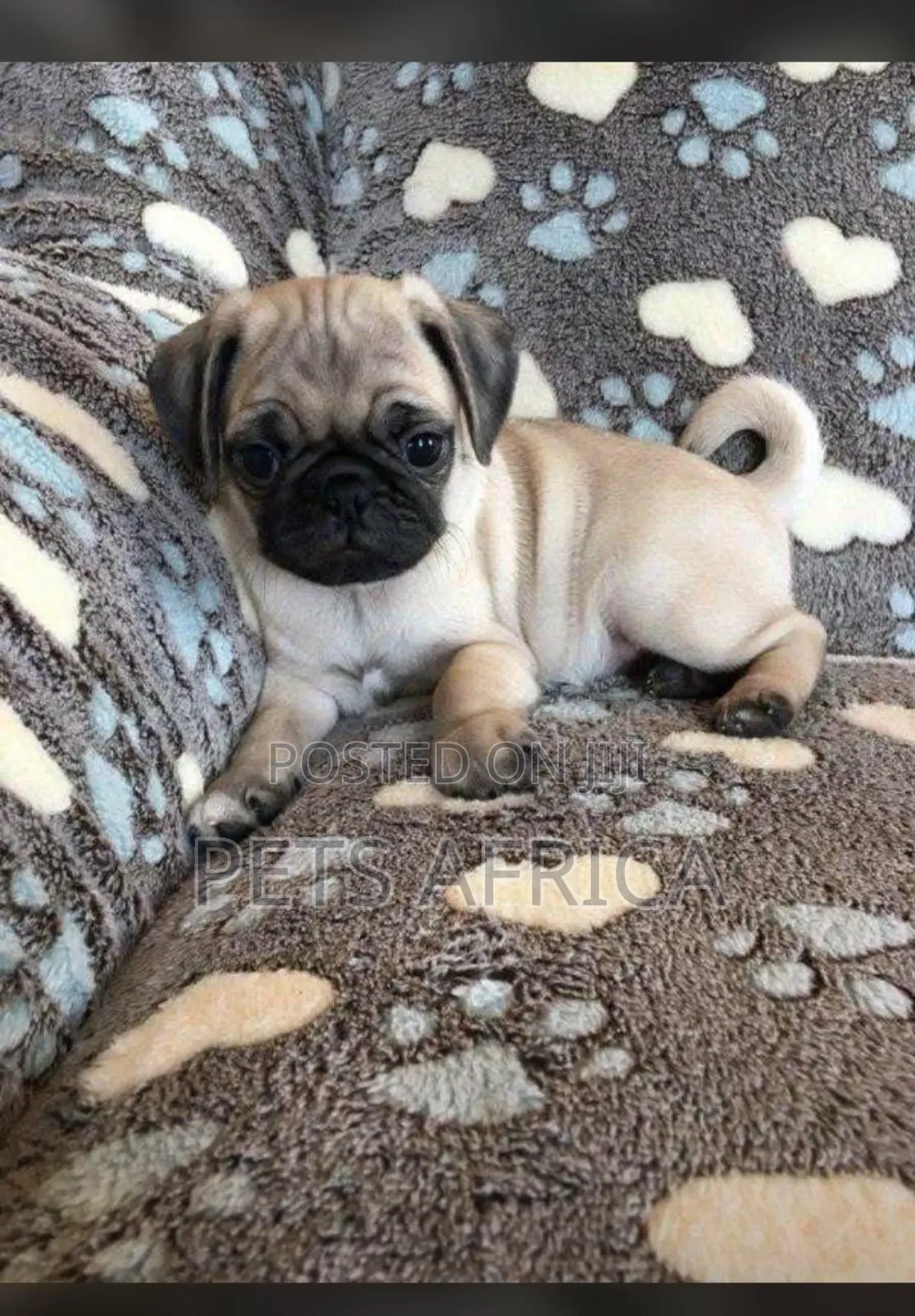 1-3 months Male Purebred Pug