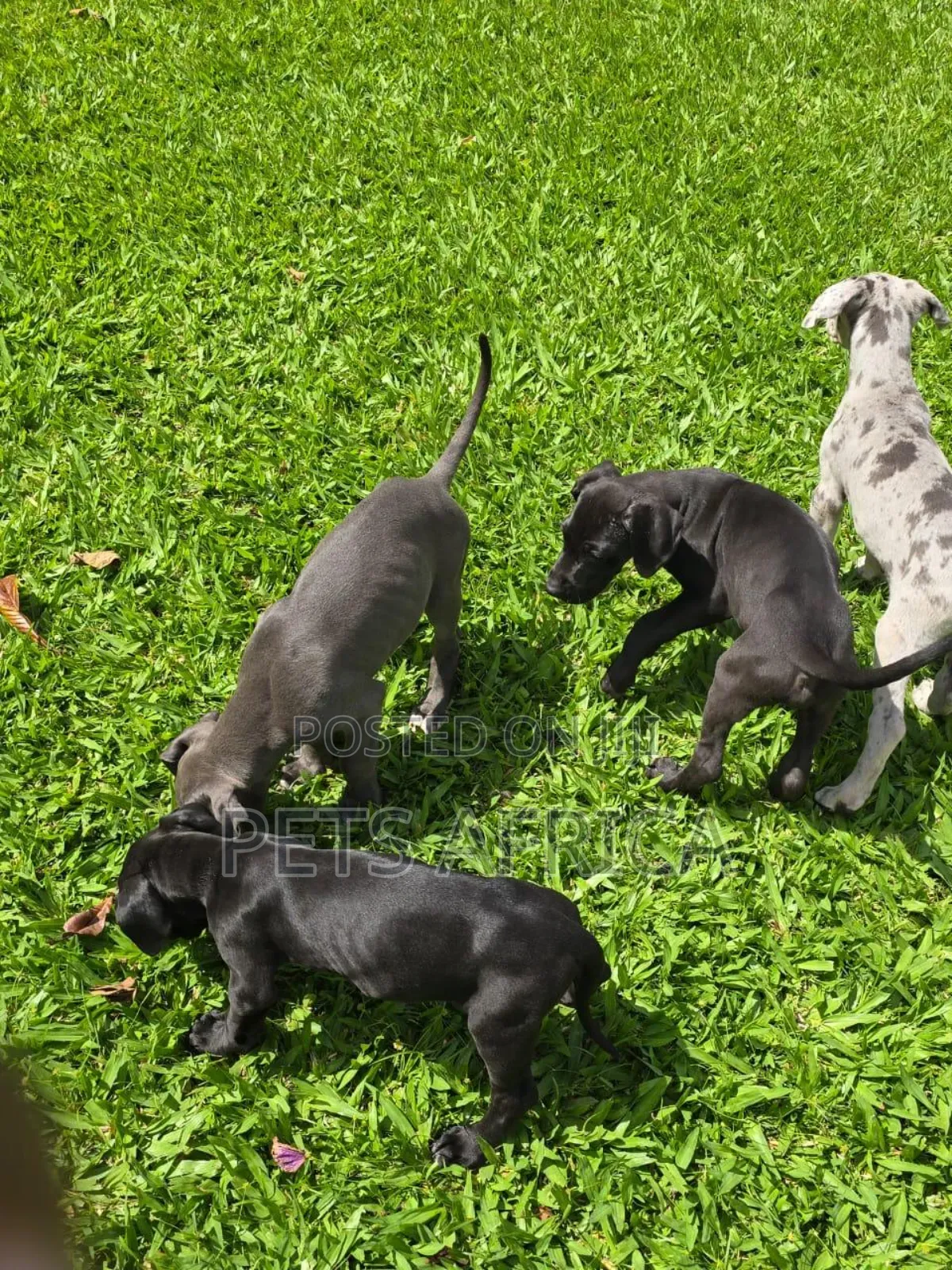 1-3 months Male Purebred Great Dane