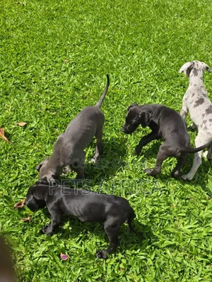 1-3 months Male Purebred Great Dane