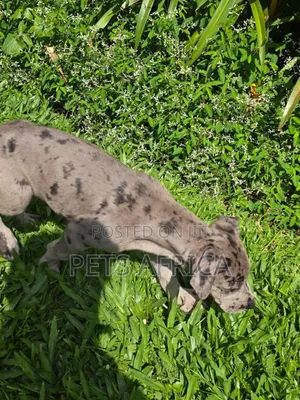 1-3 months Male Purebred Great Dane