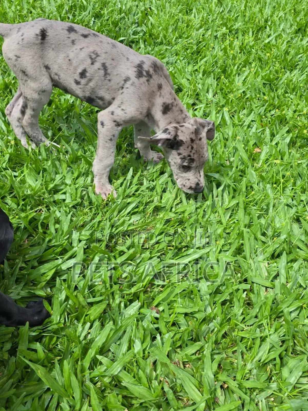 1-3 months Male Purebred Great Dane