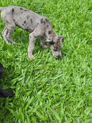 1-3 months Male Purebred Great Dane
