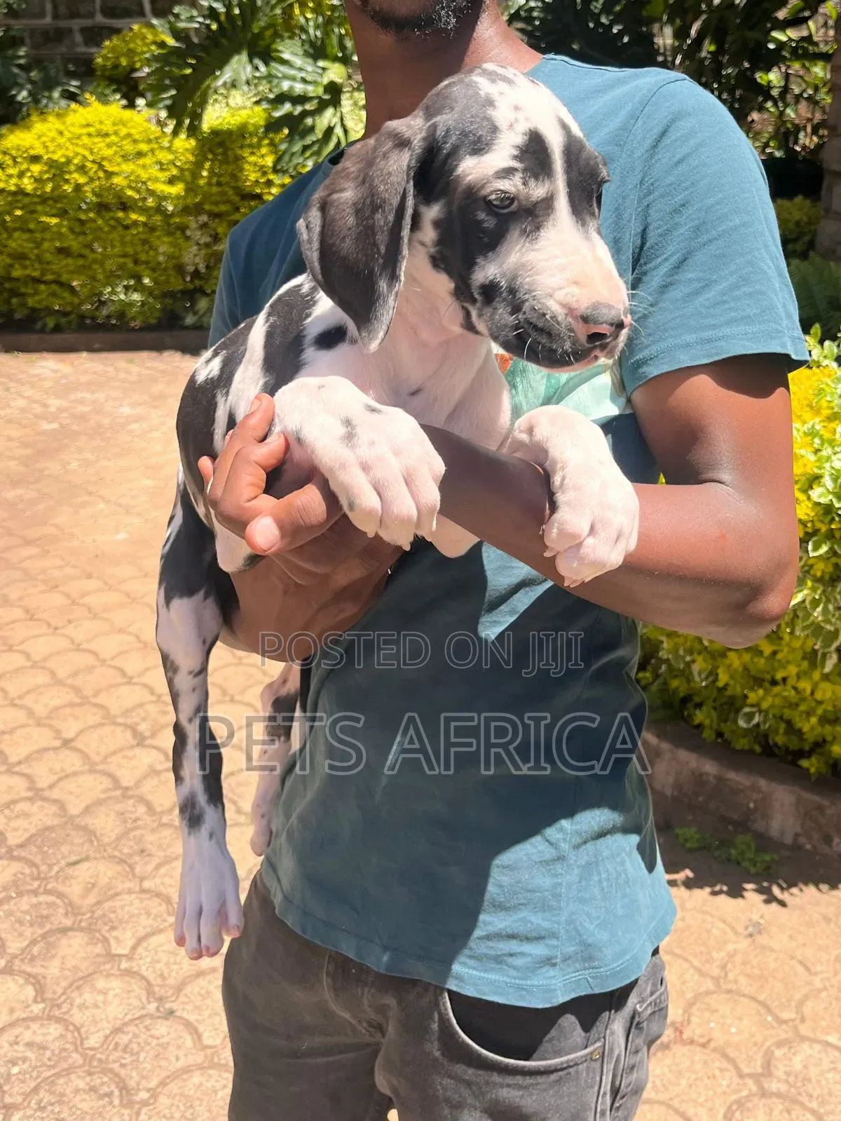 1-3 months Male Purebred Great Dane