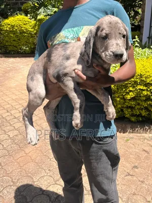 1-3 months Male Purebred Great Dane