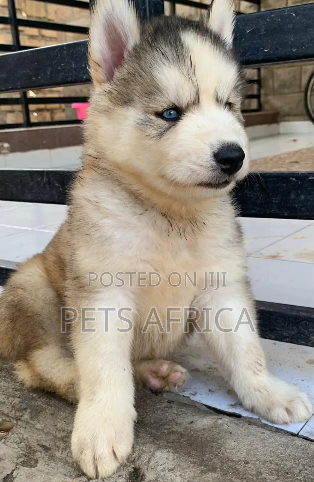 1-3 months Male Purebred Siberian Husky