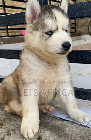 1-3 months Male Purebred Siberian Husky