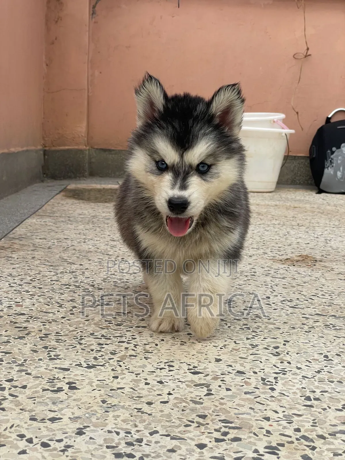 1-3 months Male Purebred Siberian Husky