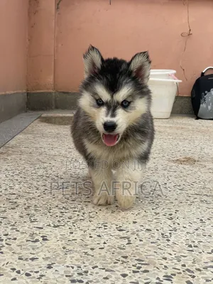 1-3 months Male Purebred Siberian Husky
