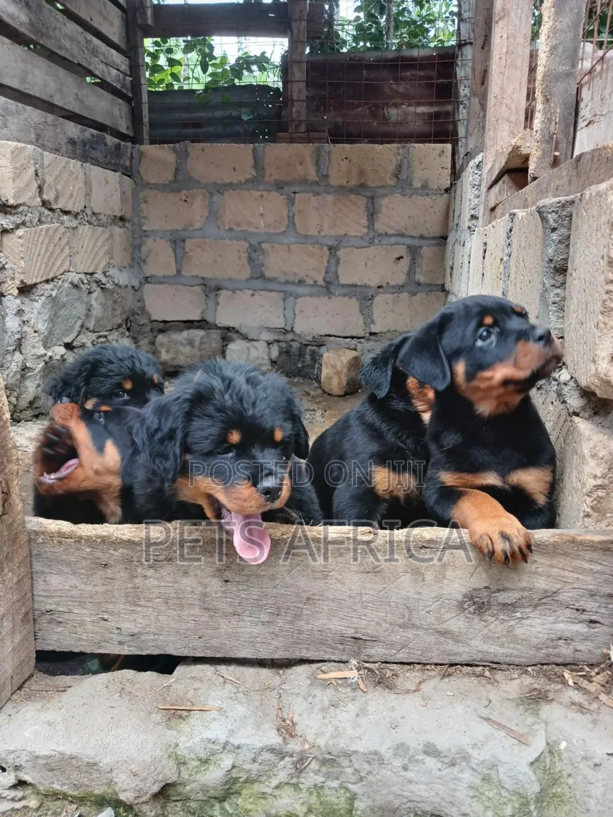 1-3 months Female Purebred Rottweiler