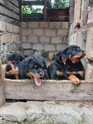 1-3 months Female Purebred Rottweiler