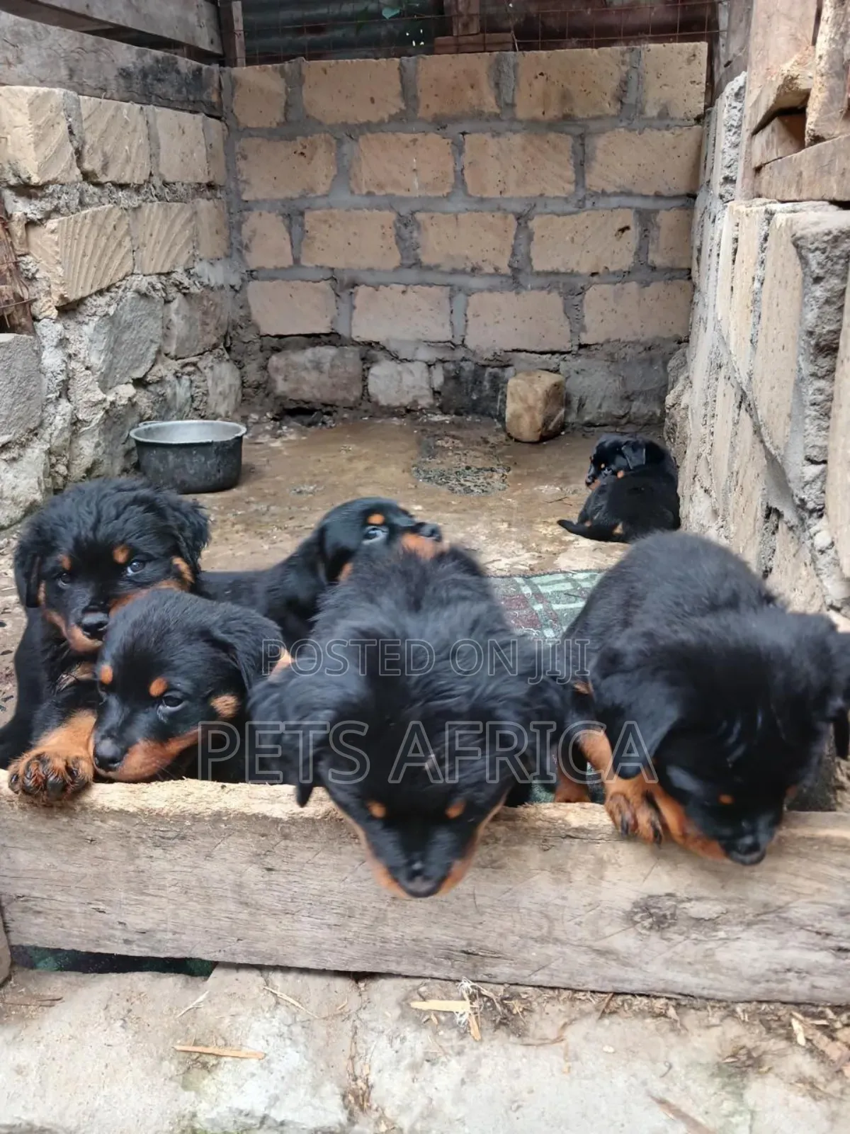 1-3 months Female Purebred Rottweiler
