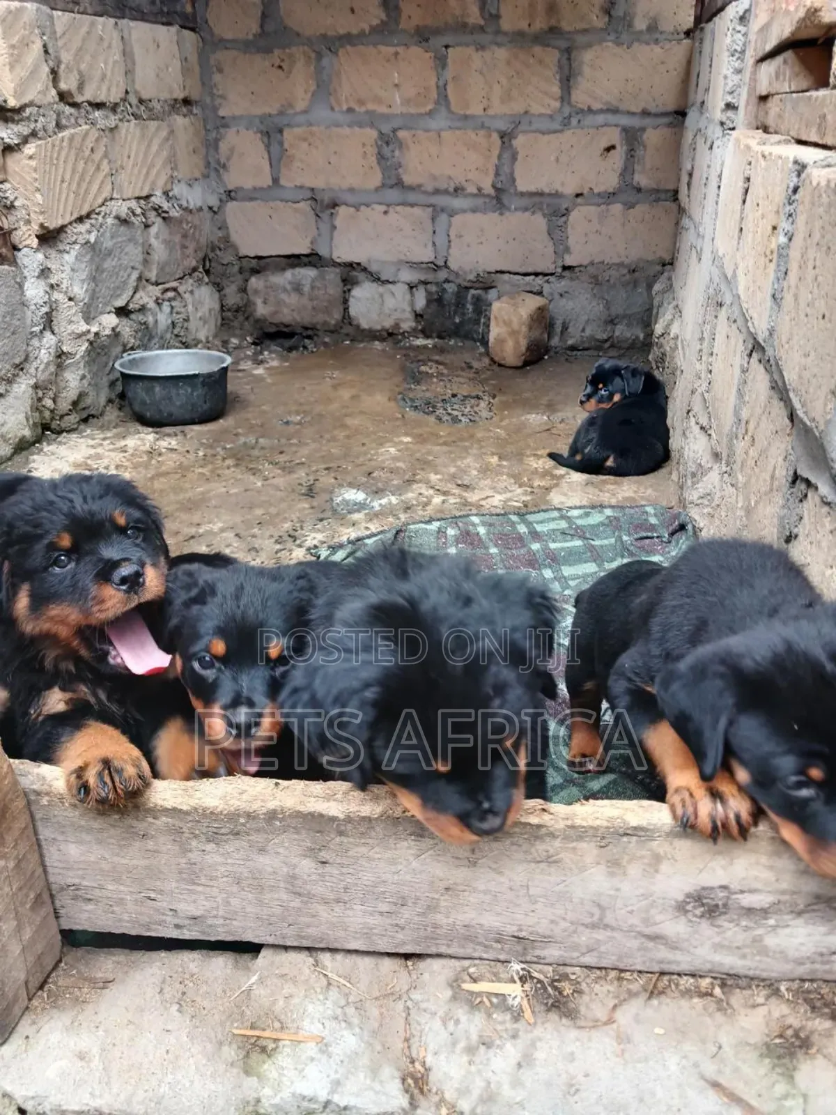 1-3 months Female Purebred Rottweiler