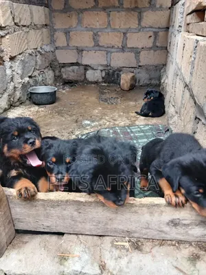 1-3 months Female Purebred Rottweiler