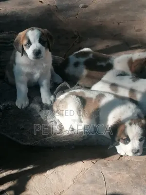 1-3 months Male Purebred Saint Bernard