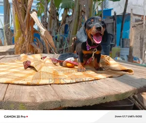 1-3 months Female Purebred Dachshund