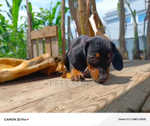 1-3 months Female Purebred Dachshund