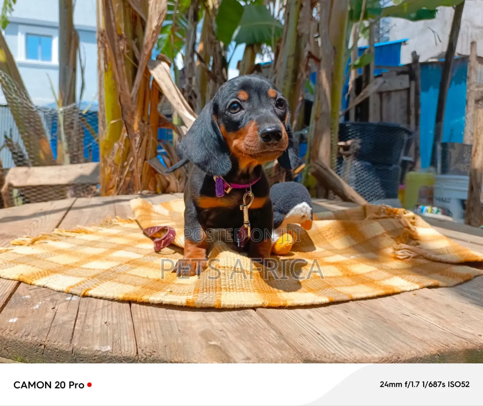 1-3 months Female Purebred Dachshund