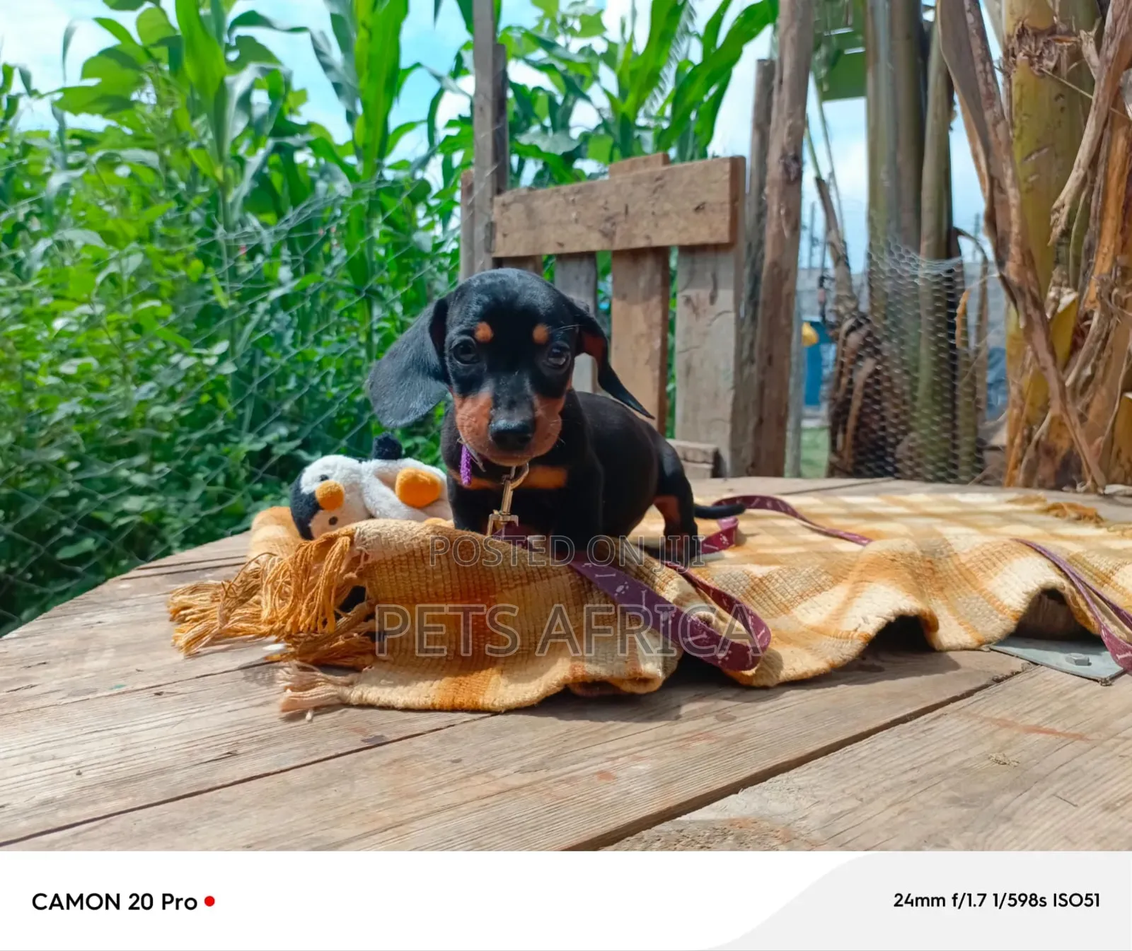 1-3 months Female Purebred Dachshund